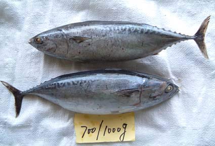 Frozen Precooked Firigate Tuna Loins (AUXIS SPECIES)